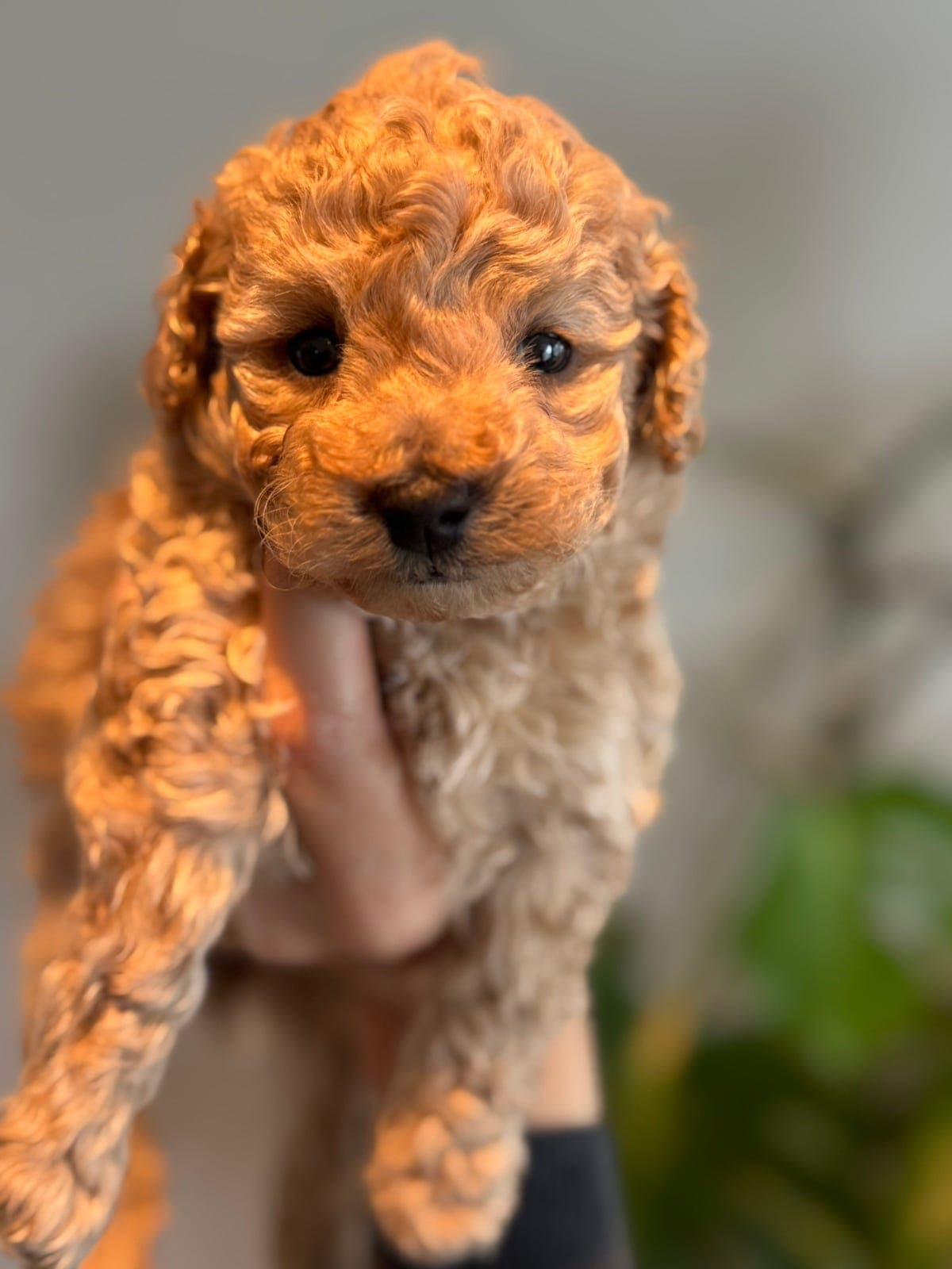 Kennel Vestlandspote- dvergpuddel- NYTT kull 🐾