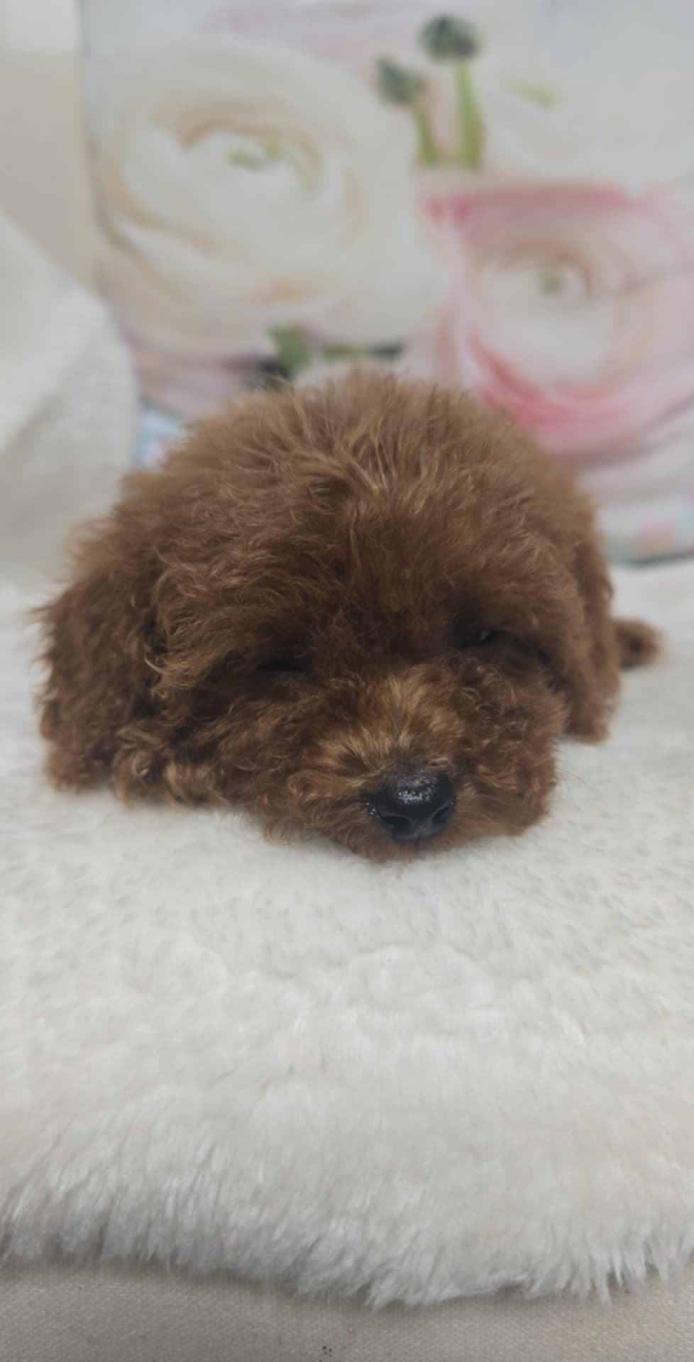 Nydelig  tispe toy puddle  💗   klar å dra  i ny familie 🐾👩 ❤️ 👨🎀