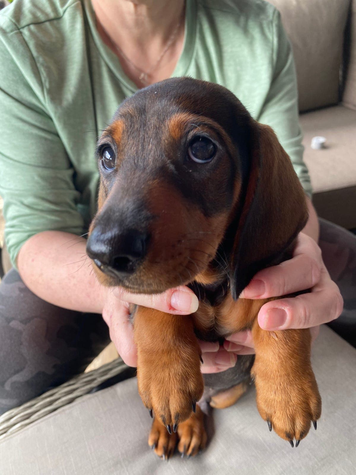 🐾 Kennel Kokozen – Korthåret Standard Dachshund 🐾