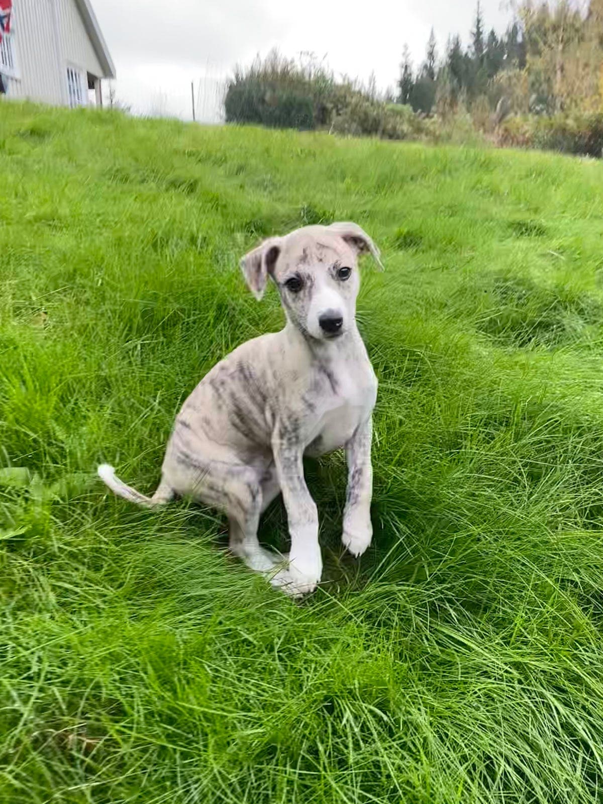 Whippetvalper leveringsklare fra 10. oktober
