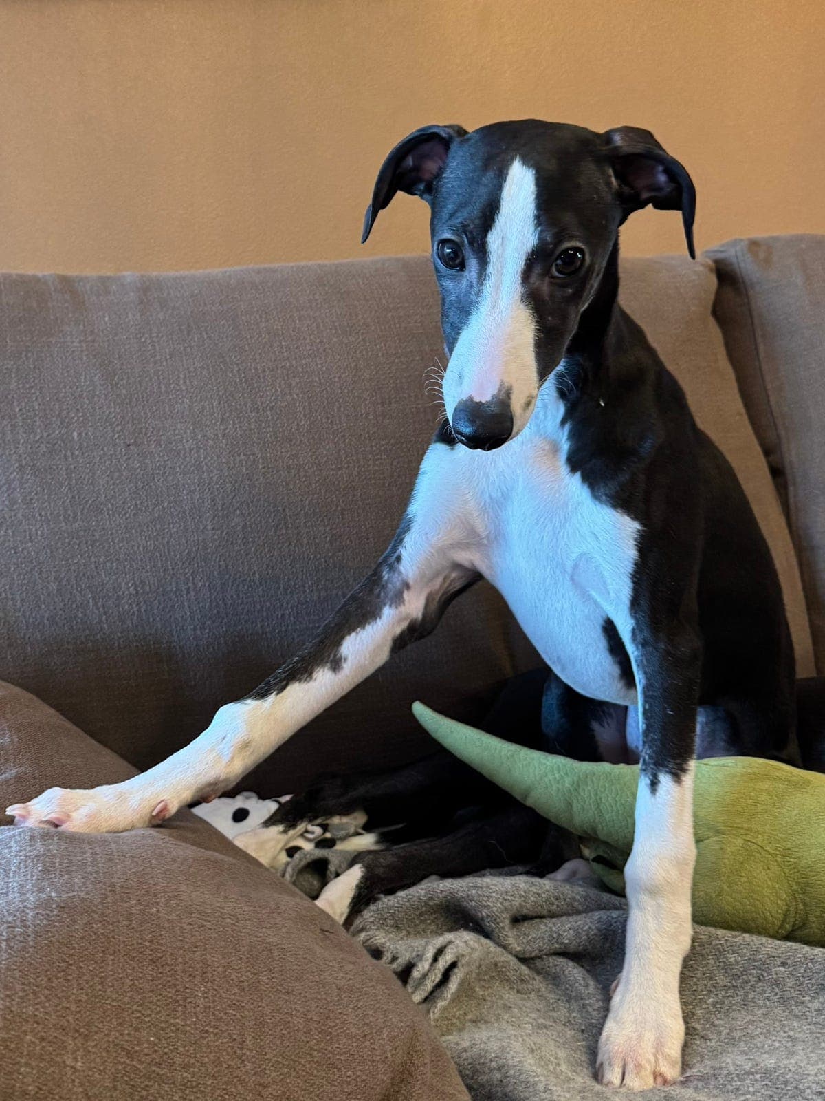 Leveringsklare whippetvalper