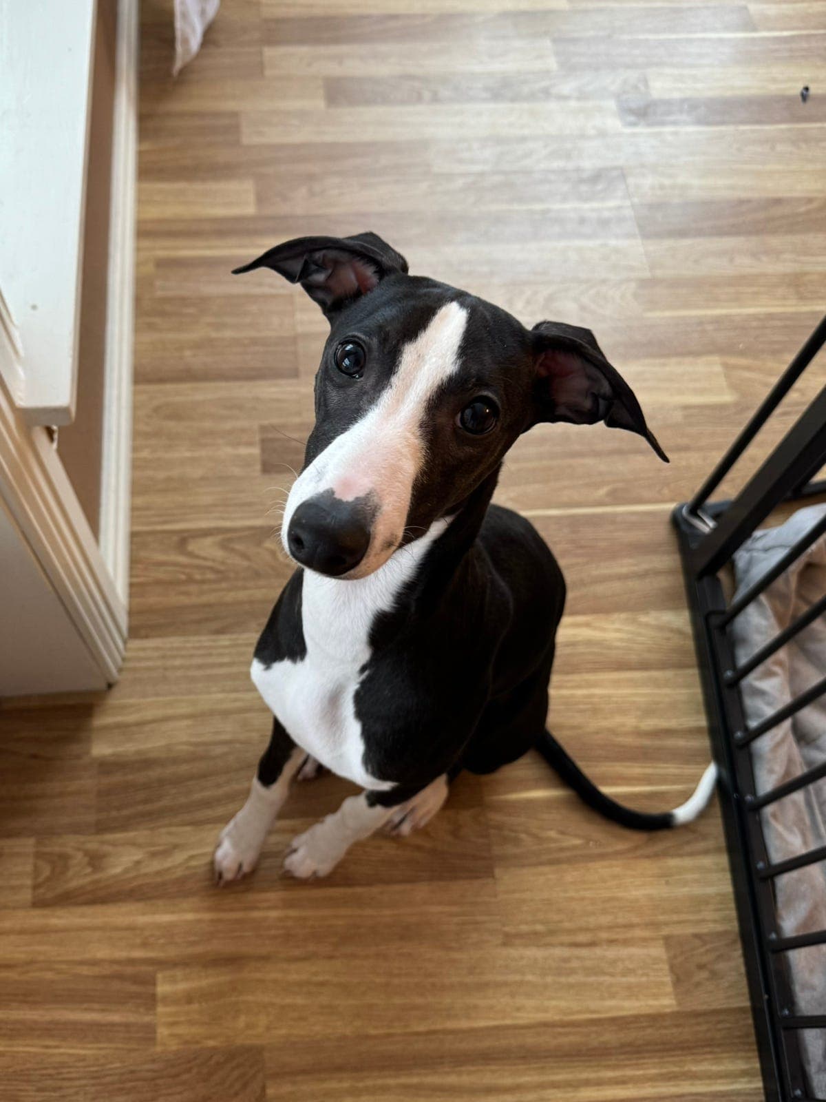 Whippet hannvalp 6 mnd