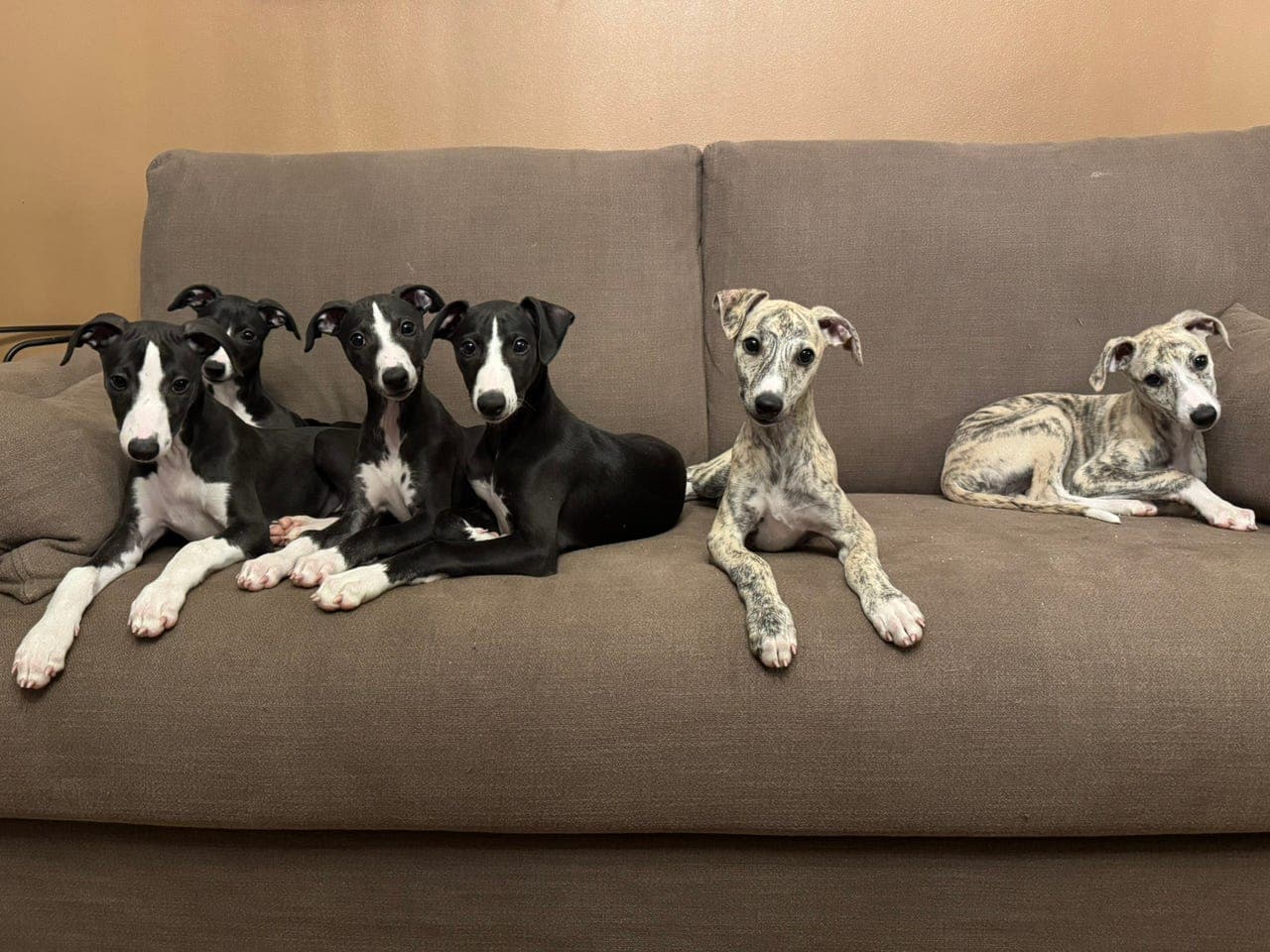 Leveringsklare whippetvalper