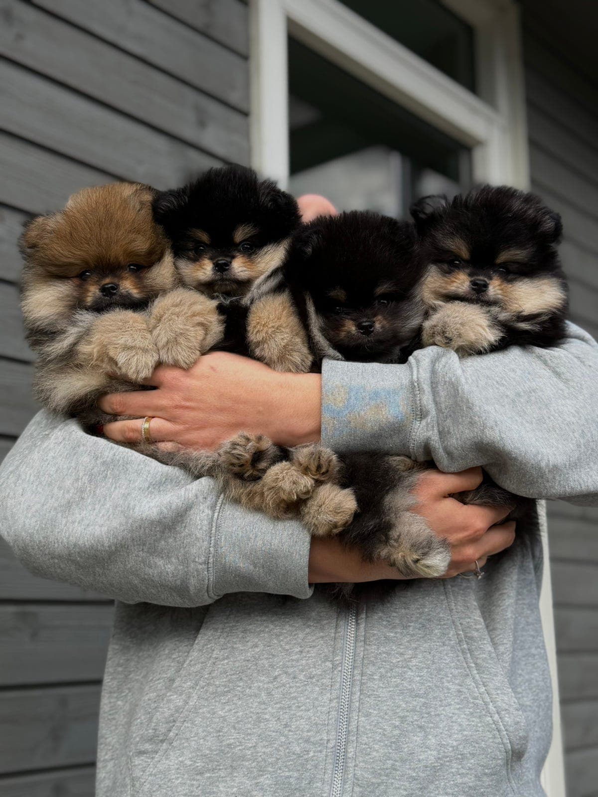 Nydelige Pomeranian valper – Black & Tan / Orange sable (NKK)