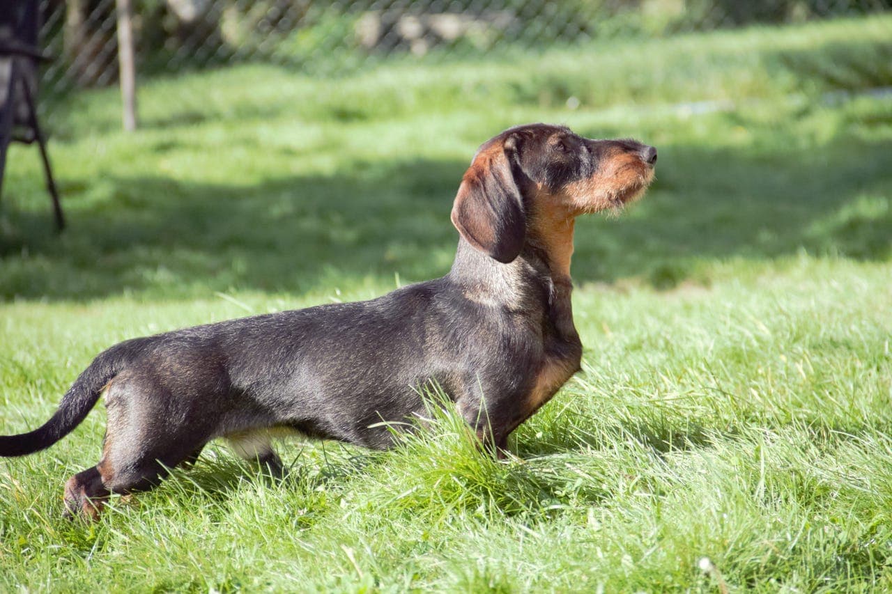 Strihåret dachshund Standard