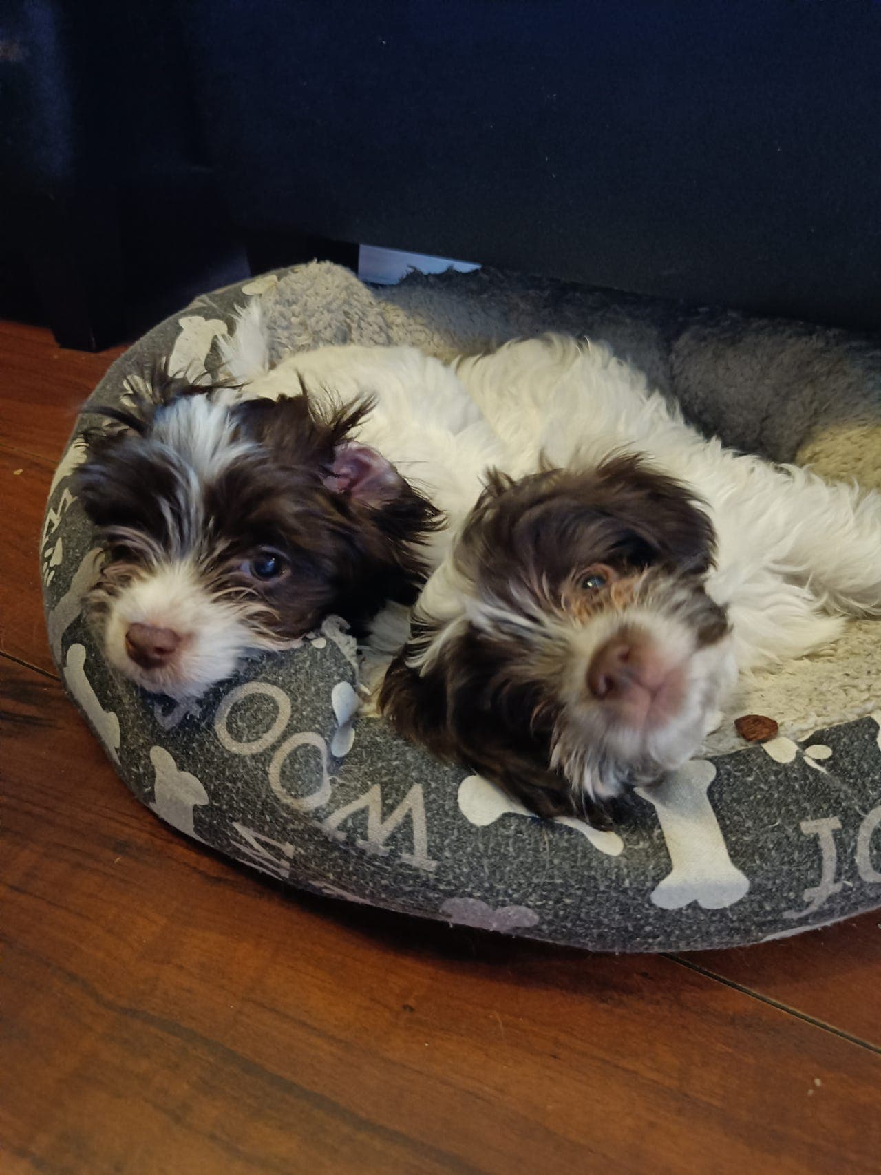 Bichon Havanais.🐕 🐕