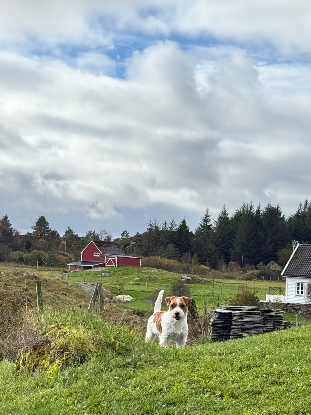 Kennel Burtonsun søker fòrvert til tispe