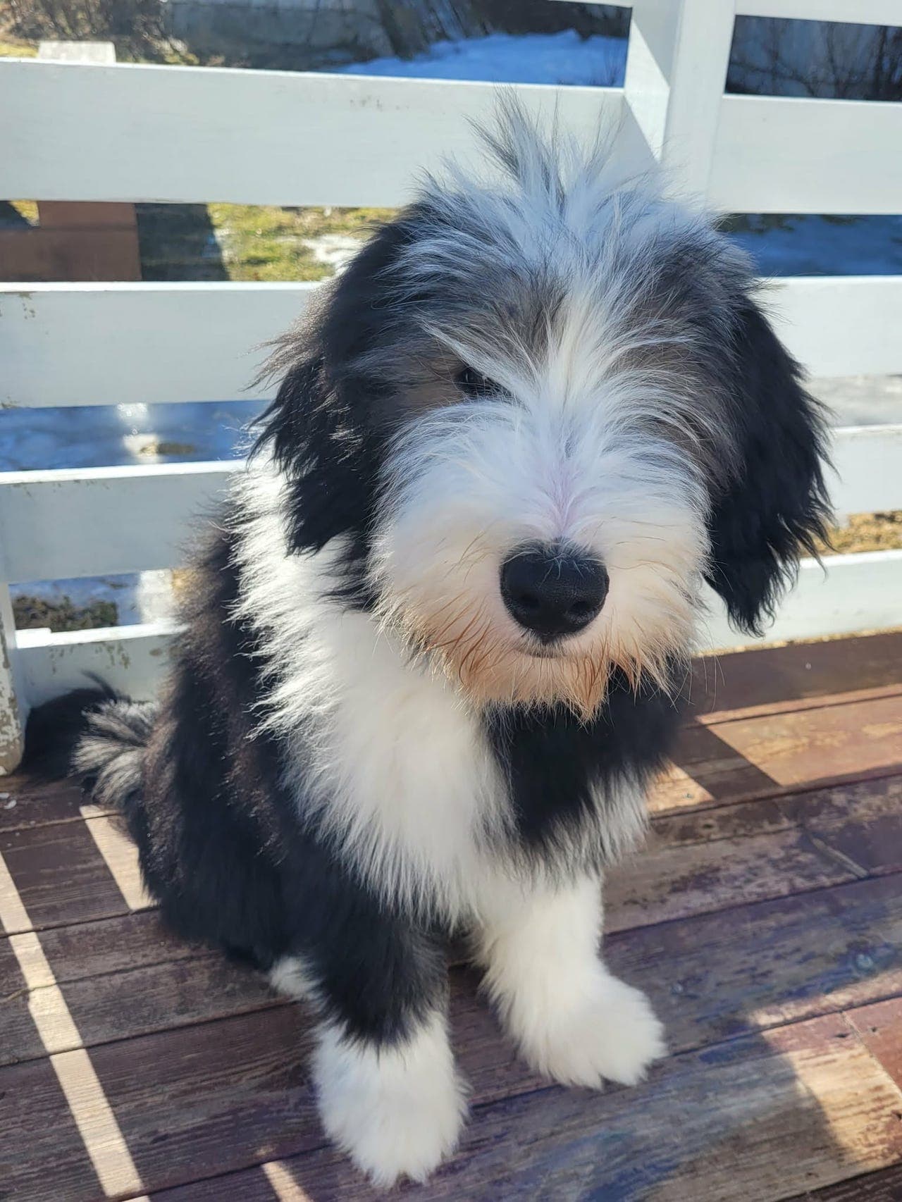 Fine  Bastus, som søker sin nye familie, renrasede Bearded Collie