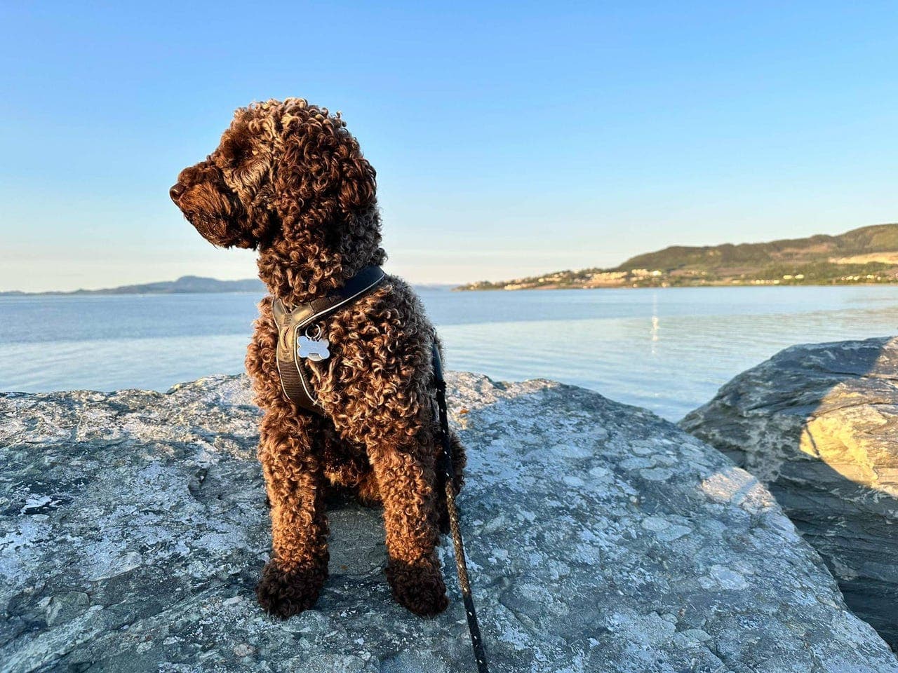 Besøkshjem for Mellompuddel