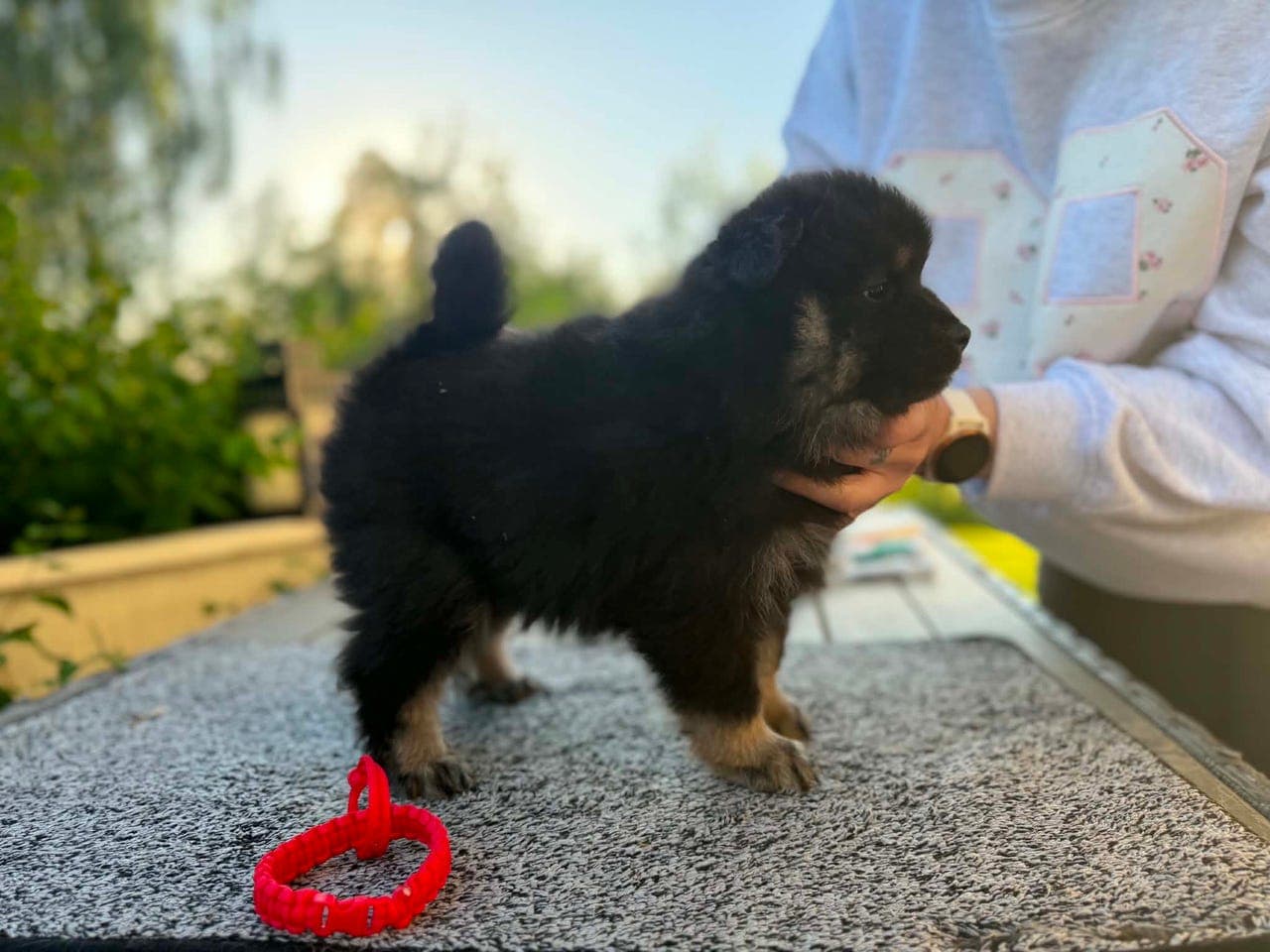 Forvert Finsk lapphund