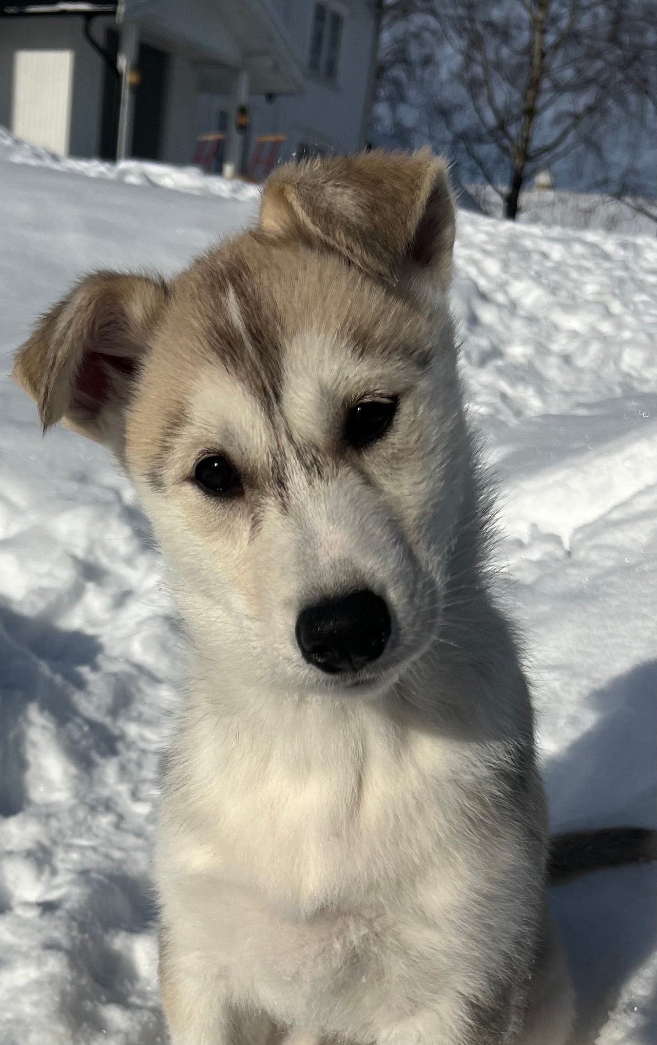 Siberian husky valper
