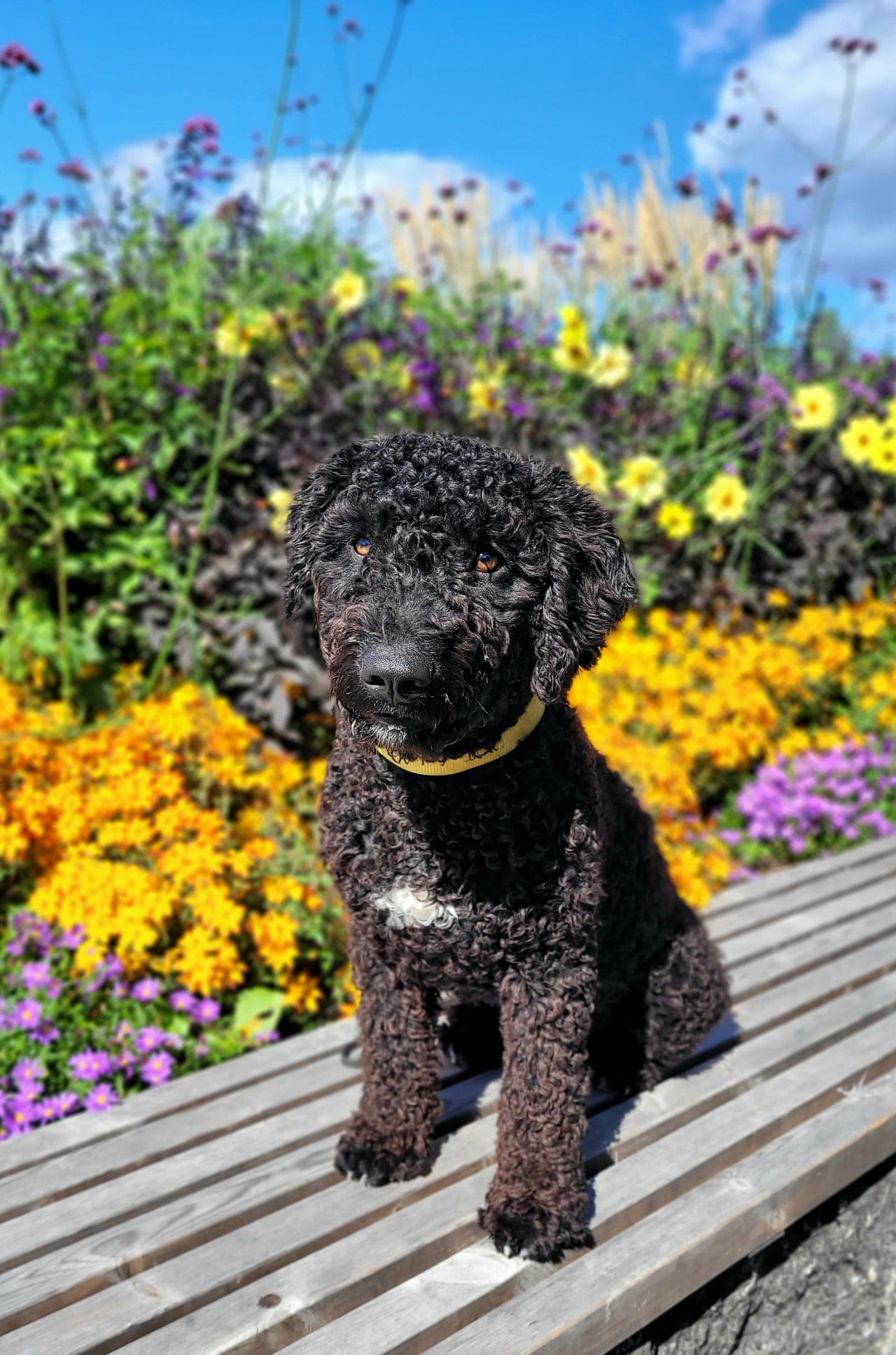⭐️LEVERINGSKLAR SPANSK VANNHUND⭐️