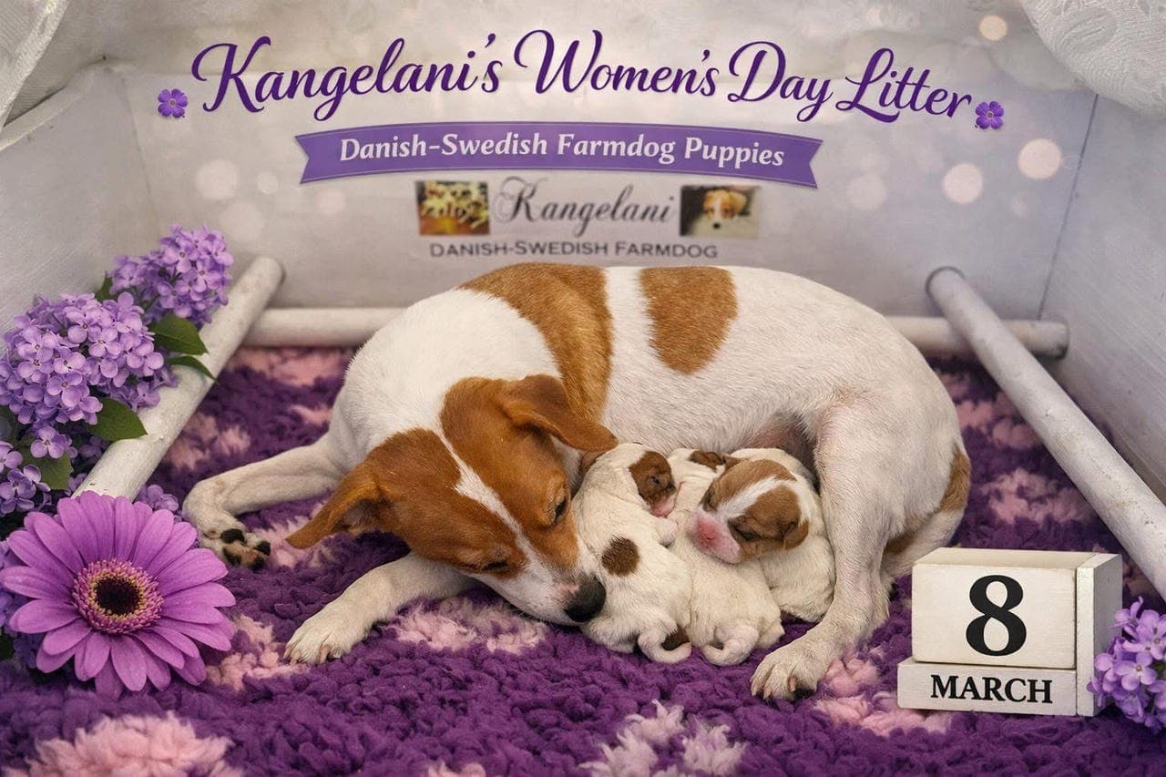 Herlige Dansk Svensk Gårdshund valper .