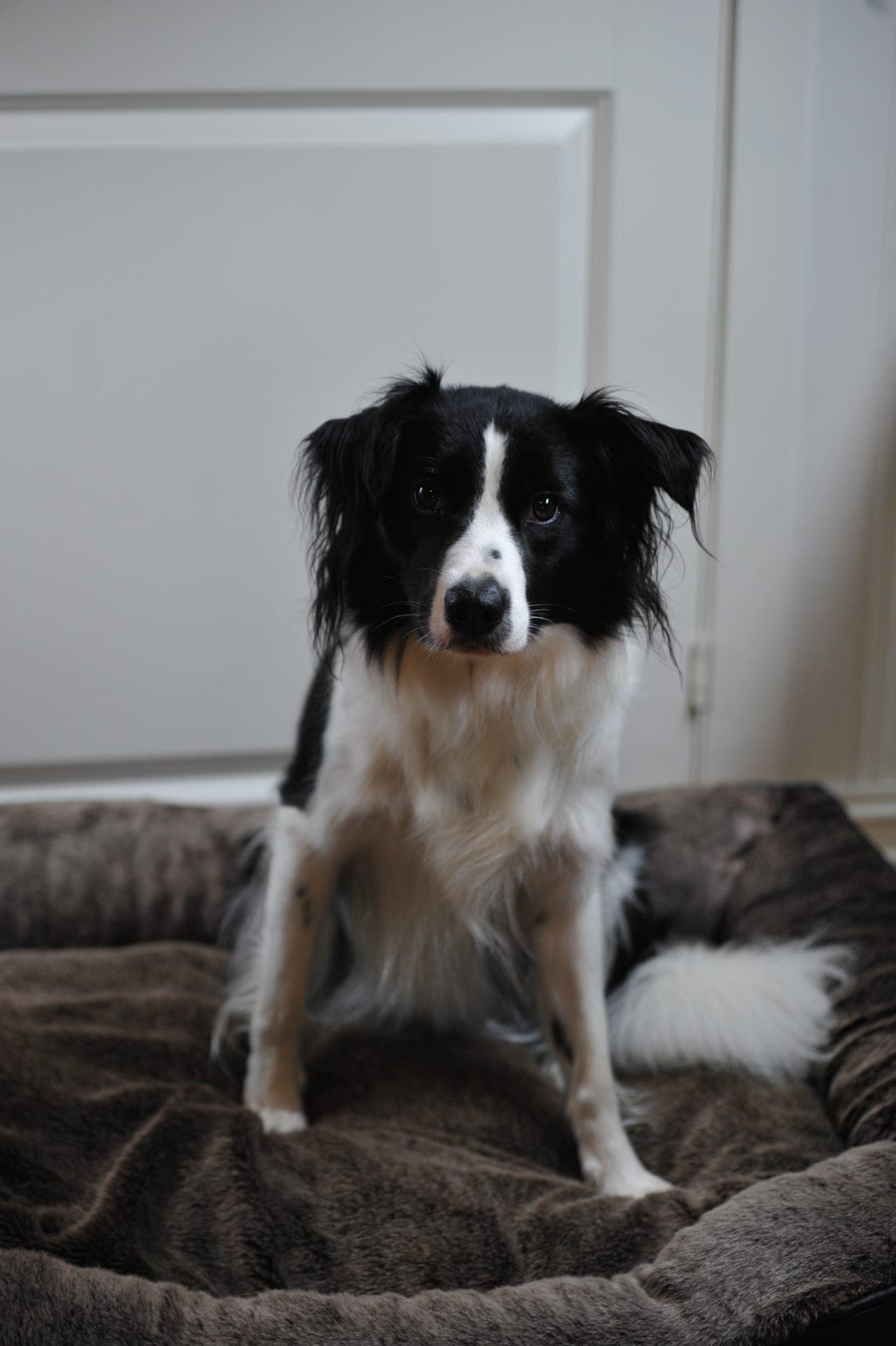 5 år gammel border collie tispe gis bort til rett eier