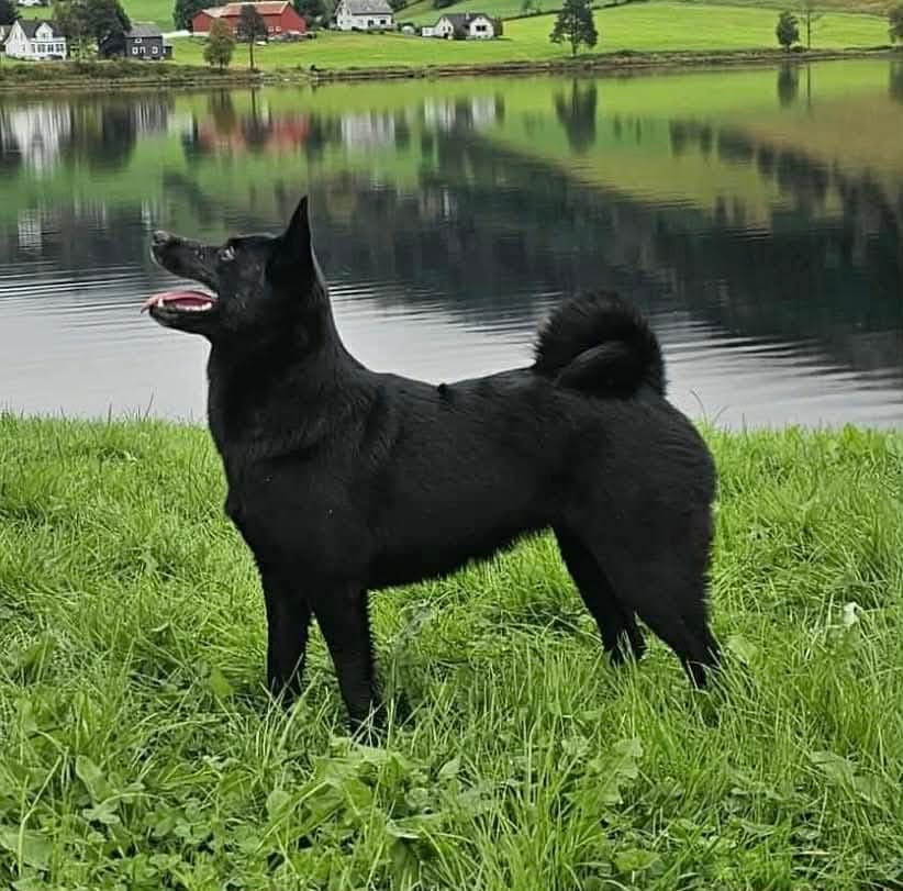 Norsk Elghund Sort
