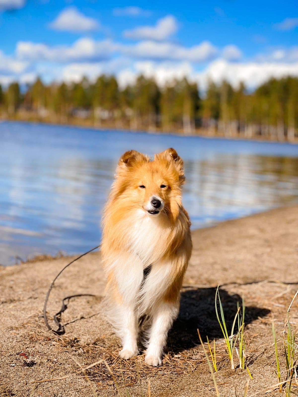 Samarbeidshjem til Shetland Sheepdog tispe