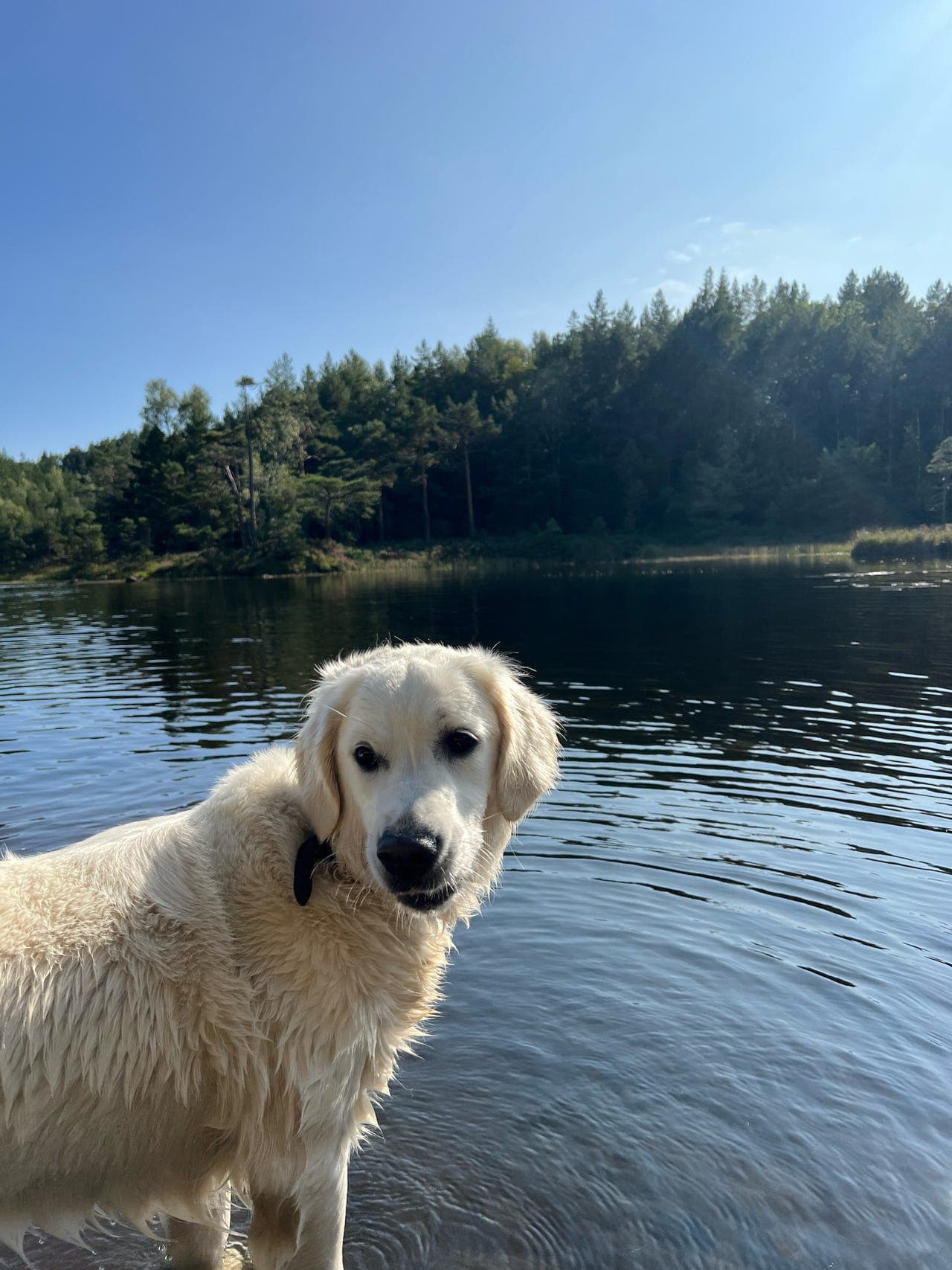 Golden retriever valper til salgs
