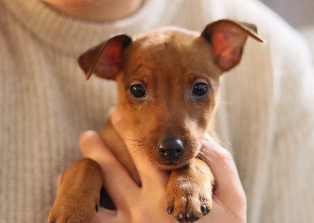 Dvergpinscher valp til salgs