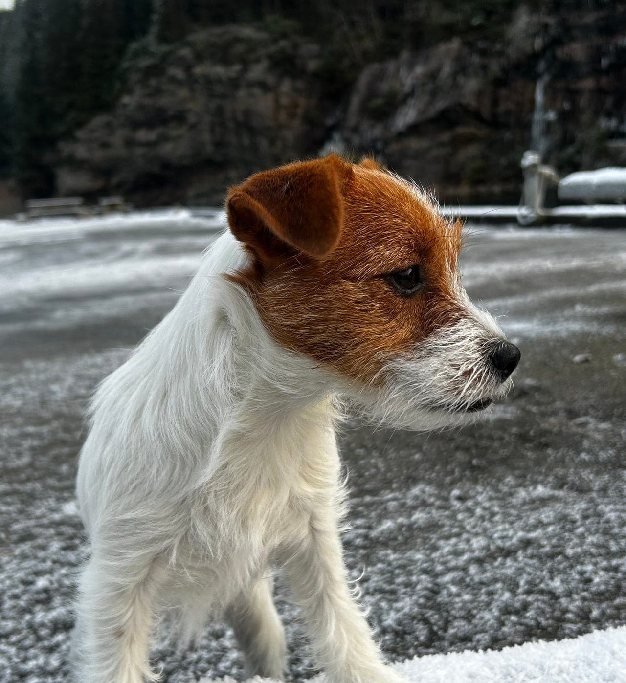 NKK registrert Jack Russell Terrier