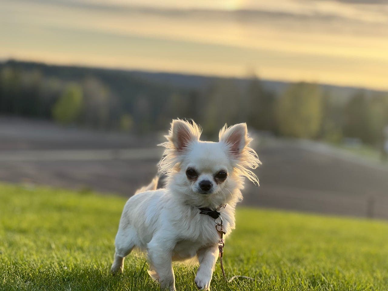 Langhåret Chihuahua tispe NKK reg