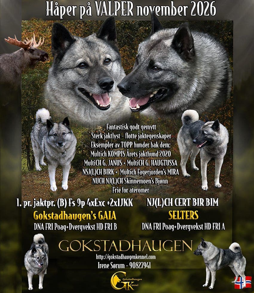 Norsk Elghund Grå