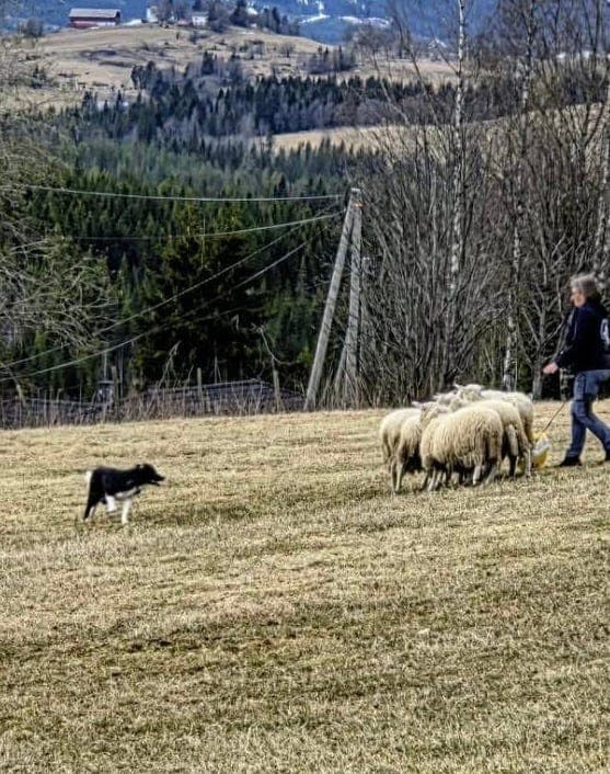 Border Collie hannhund påbegynt gjeting ( reservert)