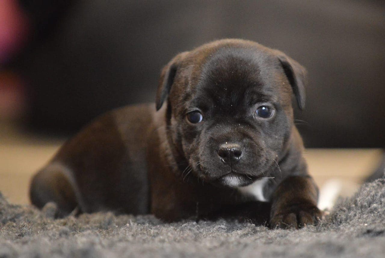 Staffordshire Bull Terrier tispevalp / Stavenstaff