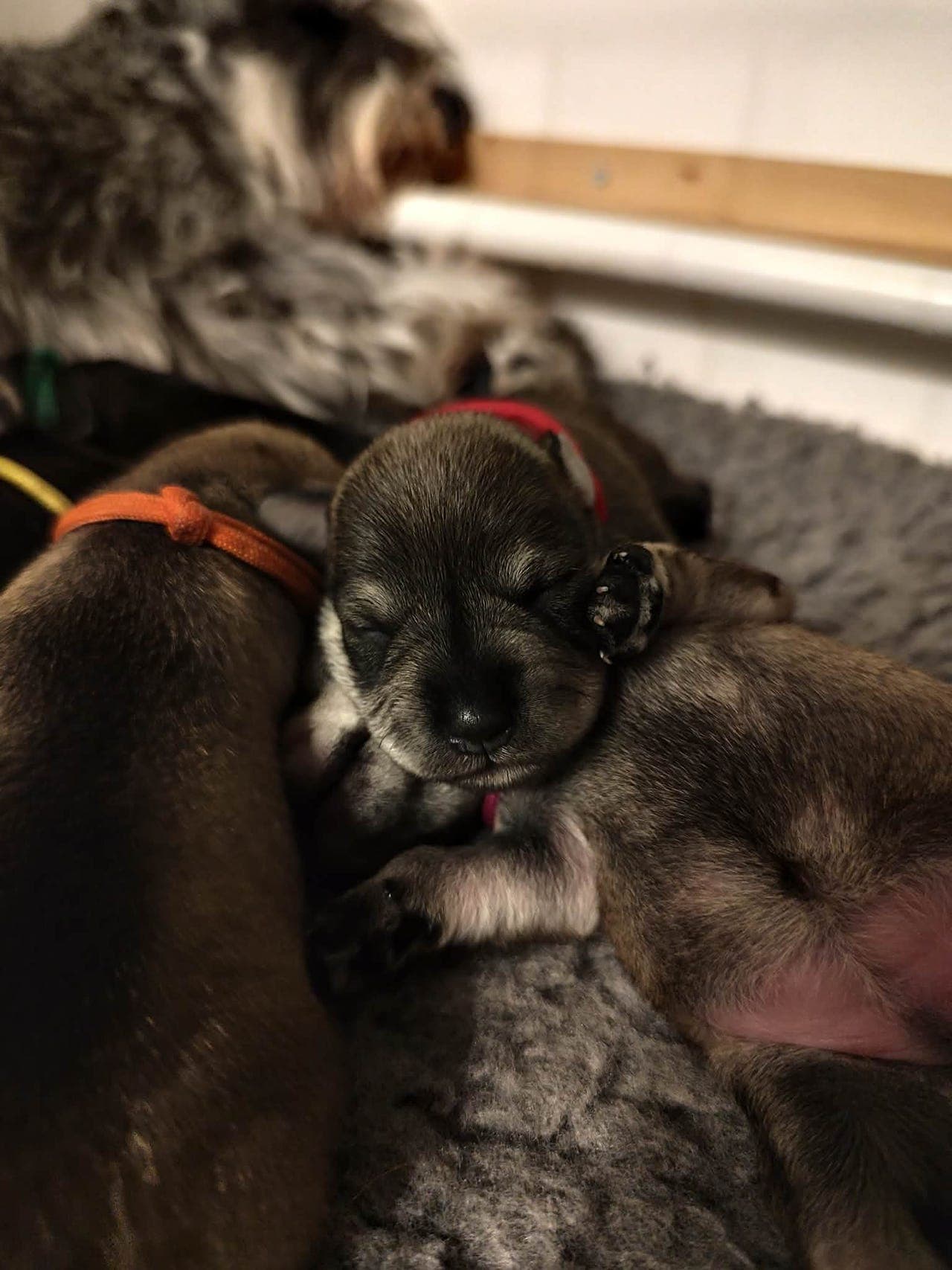 Dvergschnauzer Salt / peppet født 28.juli