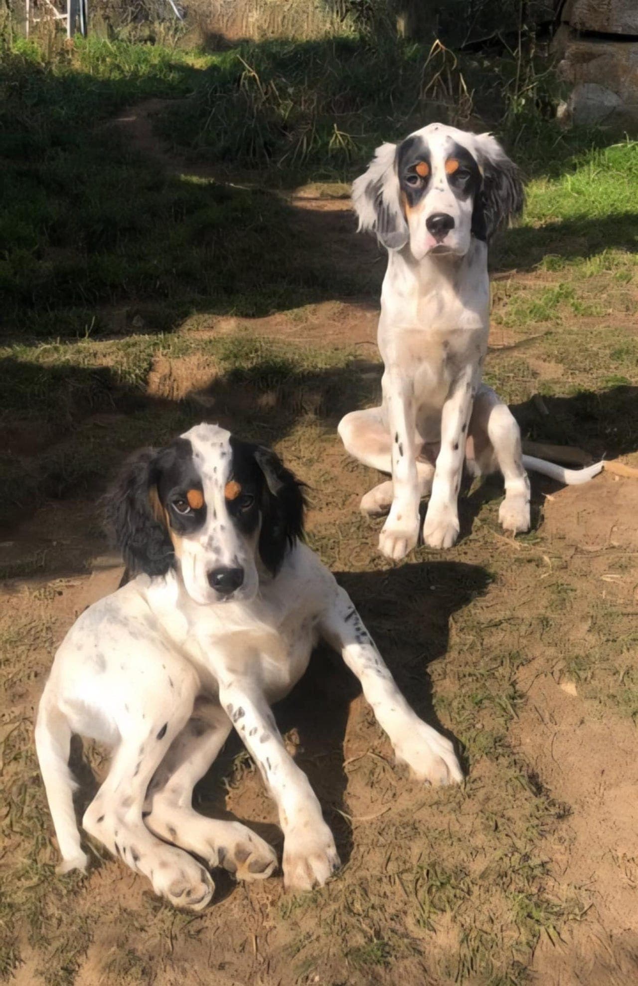 Engelsk setter. Ledig hannhund  - Leveringsklar