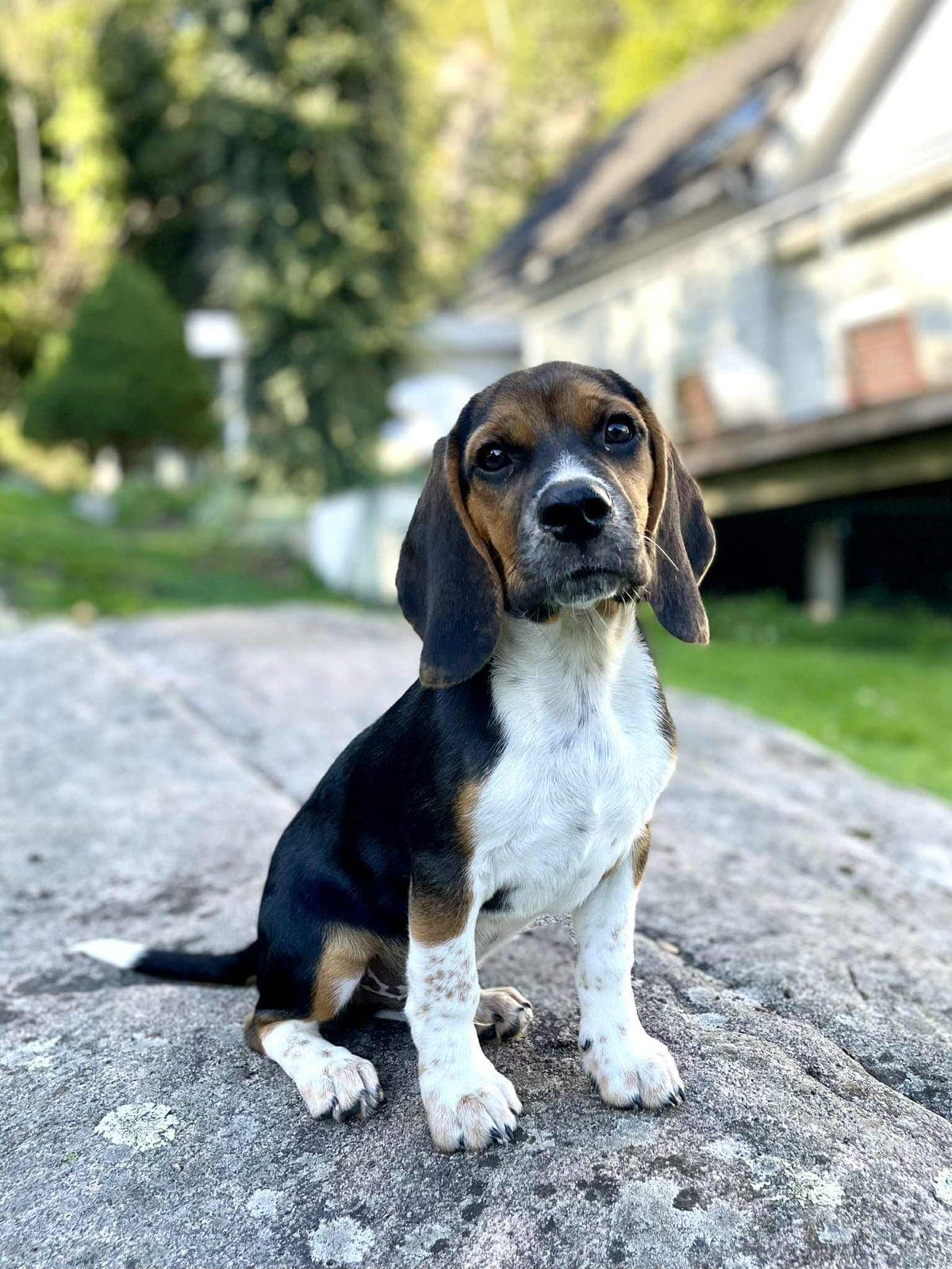 Beagle valper selges!