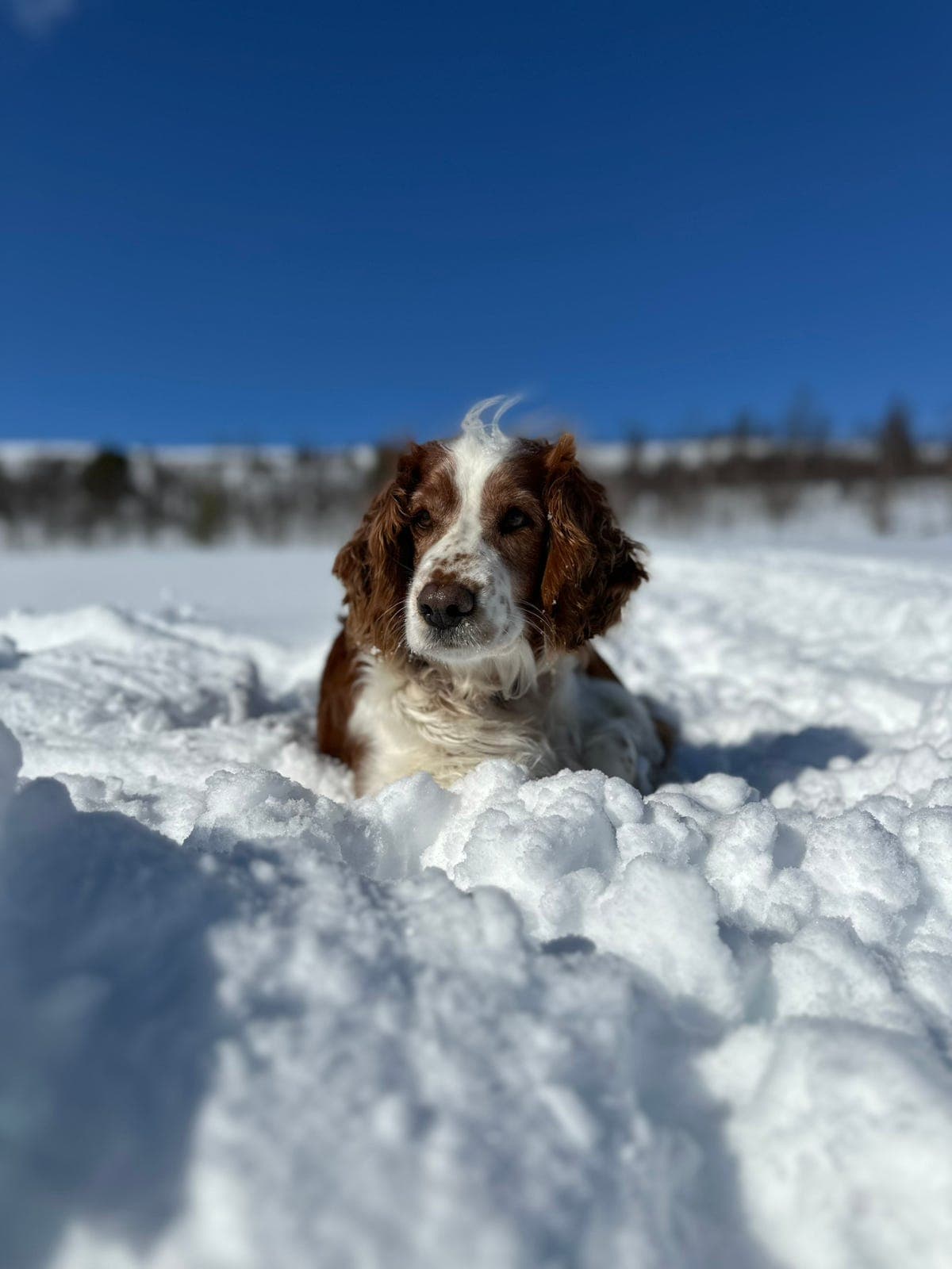 Welhs springer spaniel tispe søkes omplassert