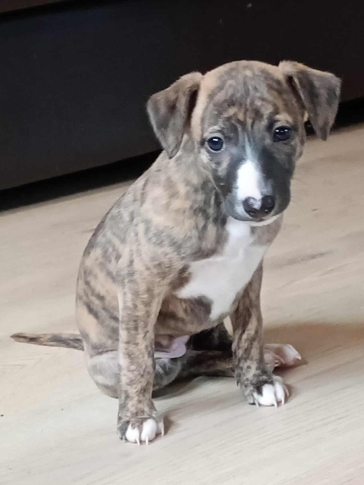 Nydelige whippetvalper