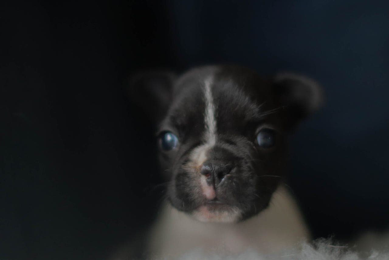 Fransk bulldog valp