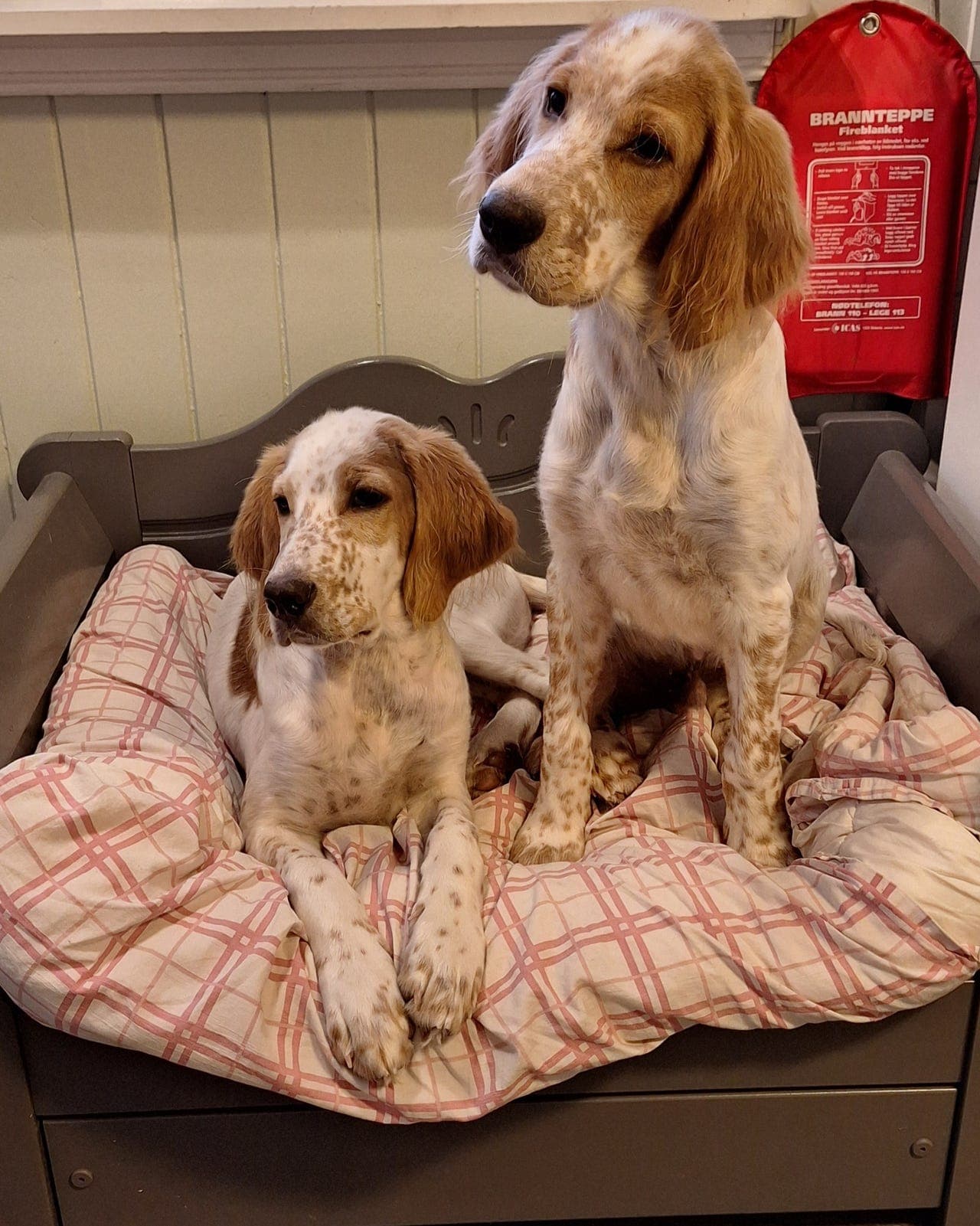Engelsk setter hannvalp - leveringsklar.