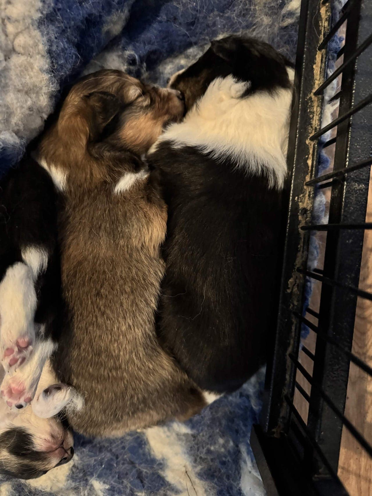 Shetland Sheepdog valper