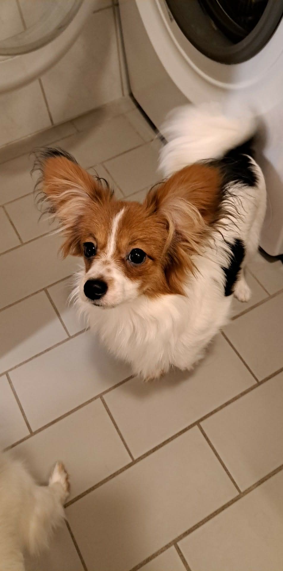 Phalene valp til salg