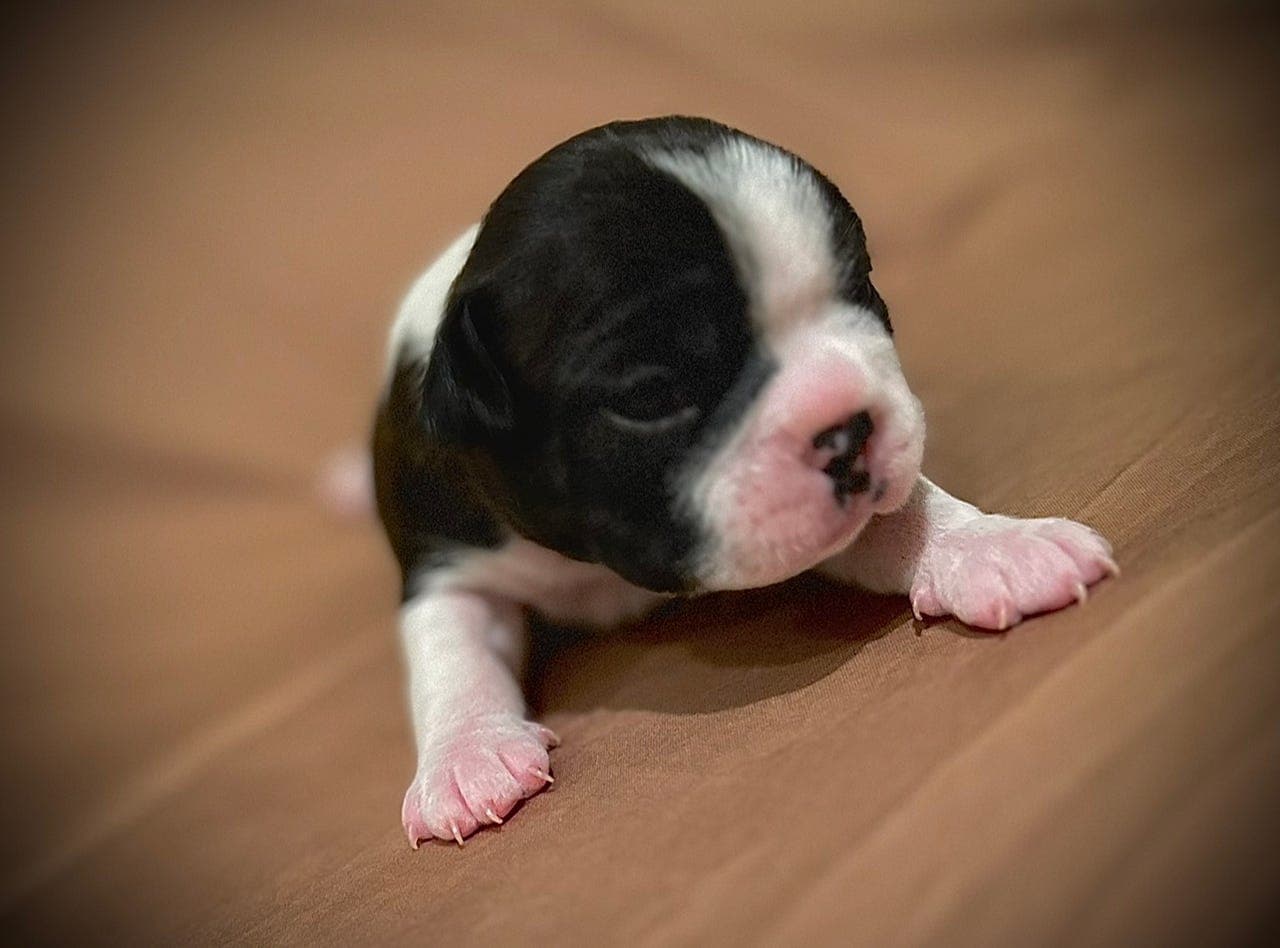 Boston terrier valper til salgs