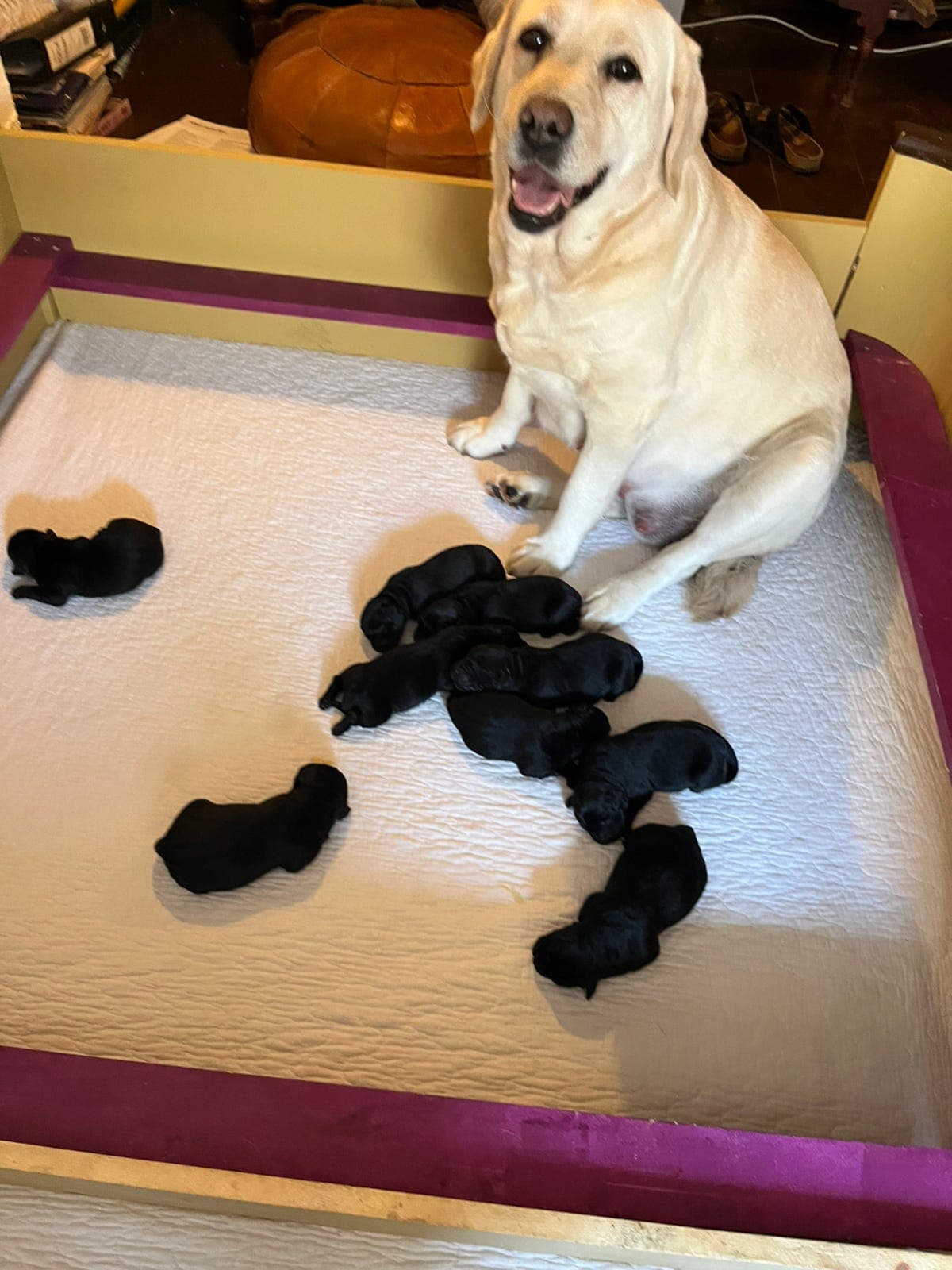 Labrador valper!