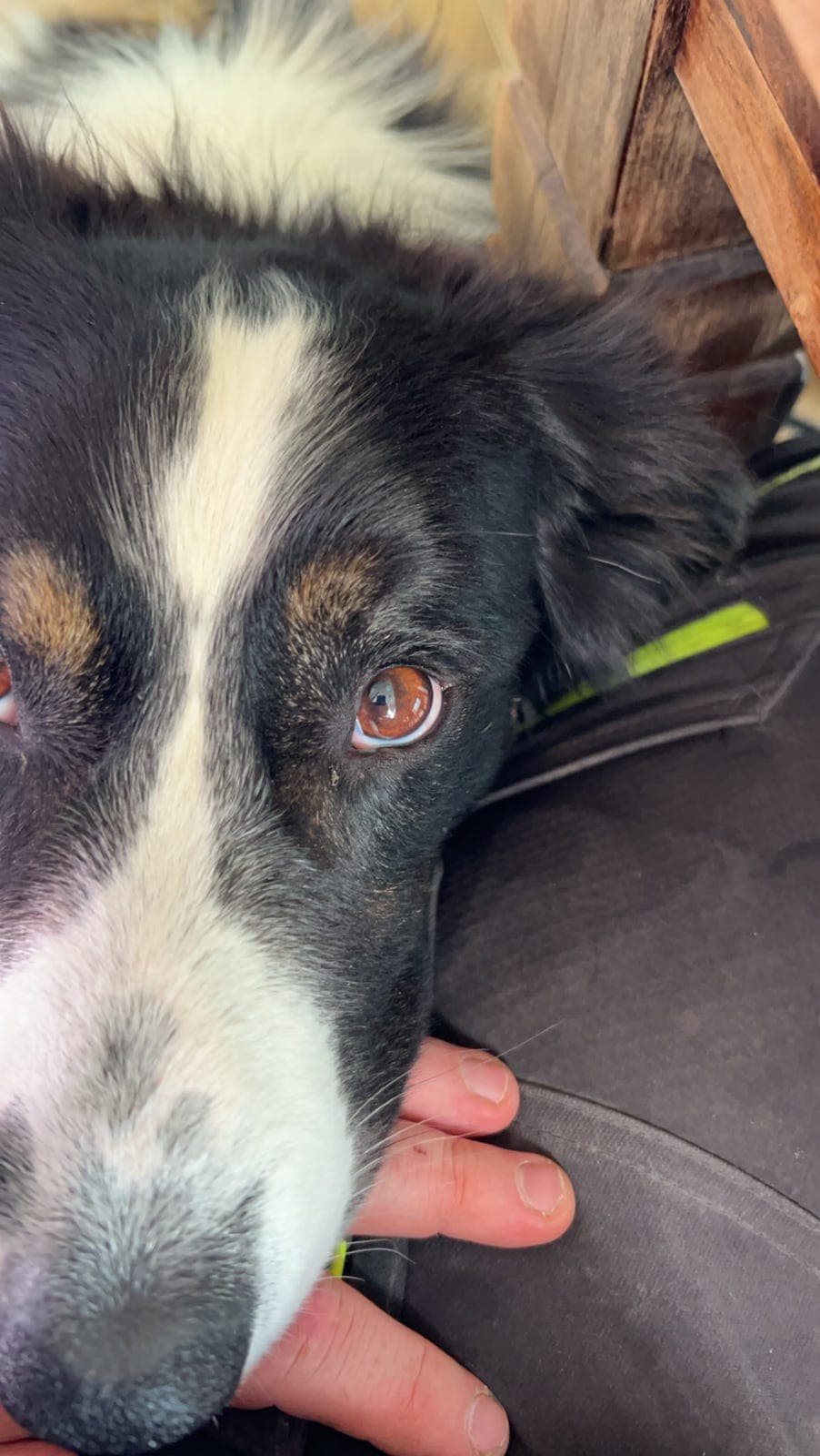 Border Collie omplasseres