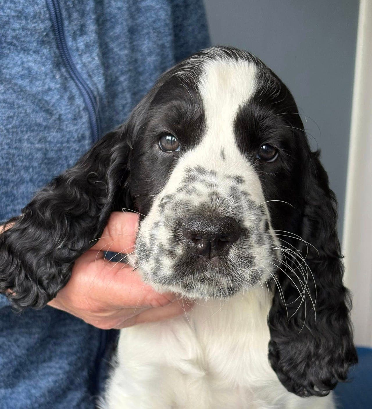 Engelsk Springer Spaniel valper til salgs