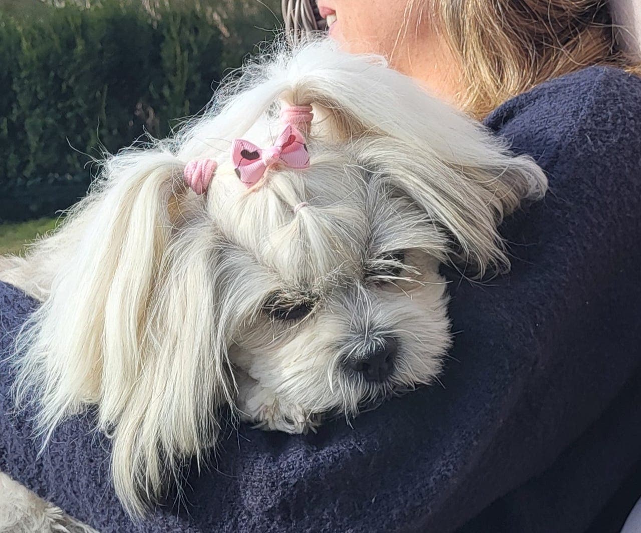 Lhasa Apso valper