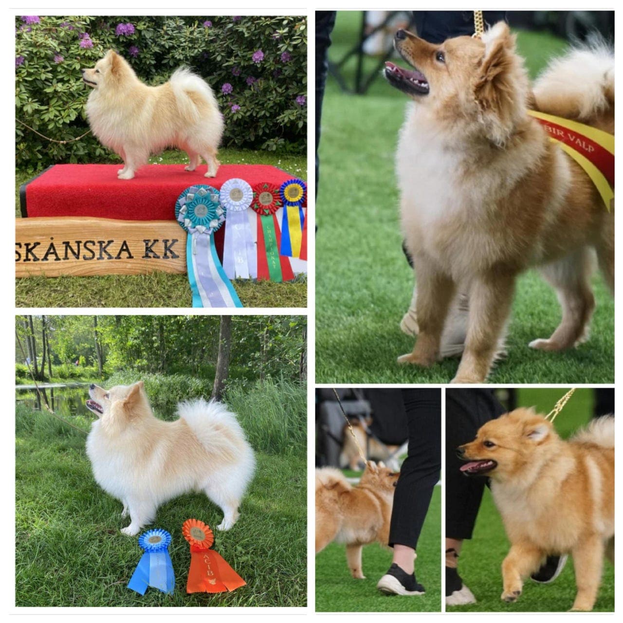 Mittelspitz valper ledig for kjøp og avtale - leveringsklare fra 8. 04.