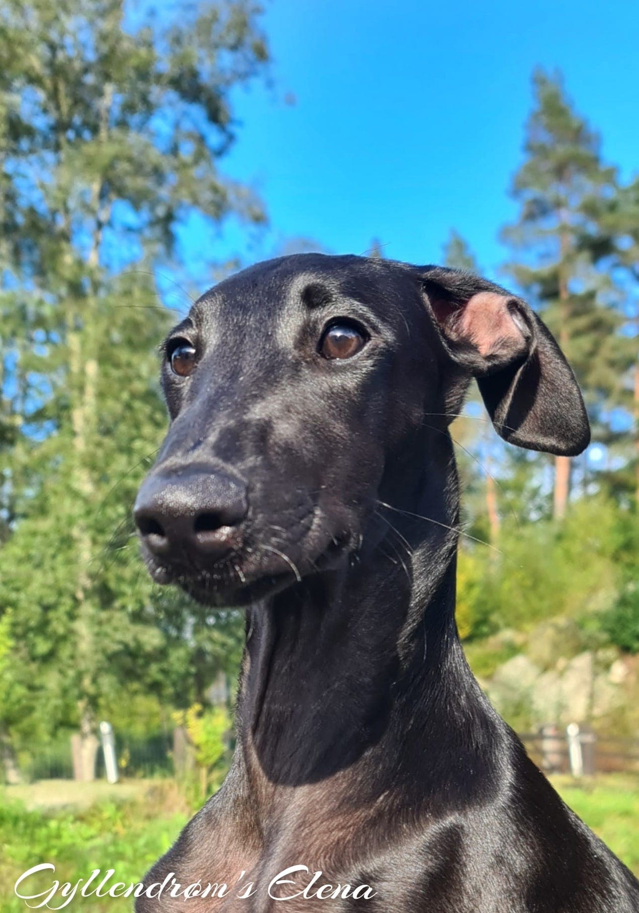 Nydelige Spansk galgo tispe🌺