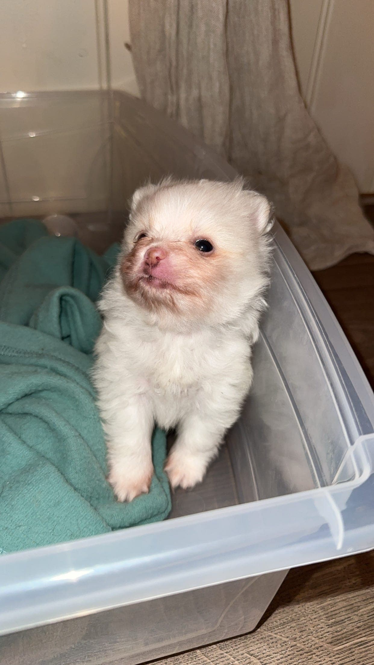 Pomeranian valp selges