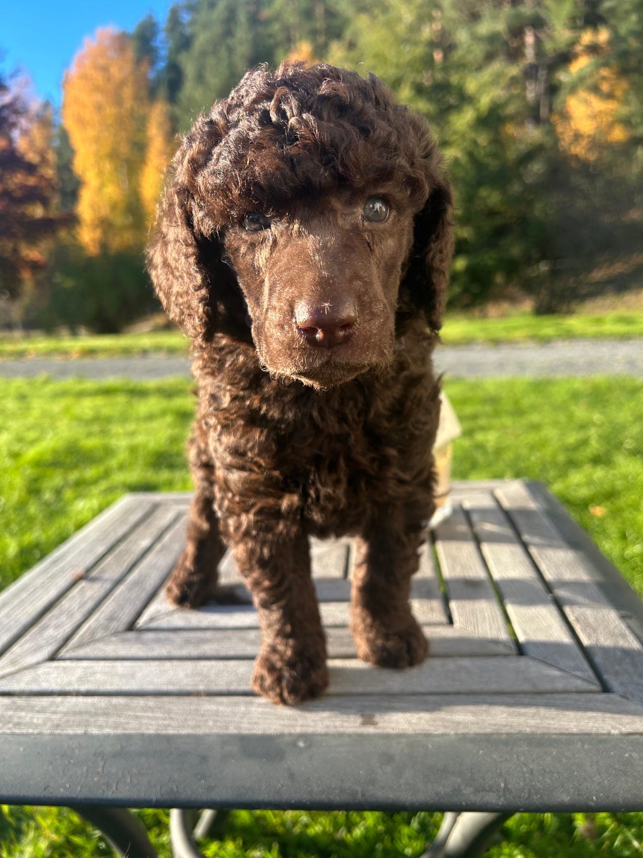 Brune storpuddel valper -  født 10. september 1 ledig hanhund