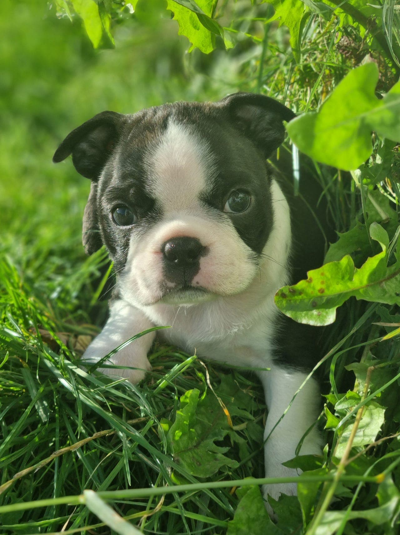 Boston Terrier valper