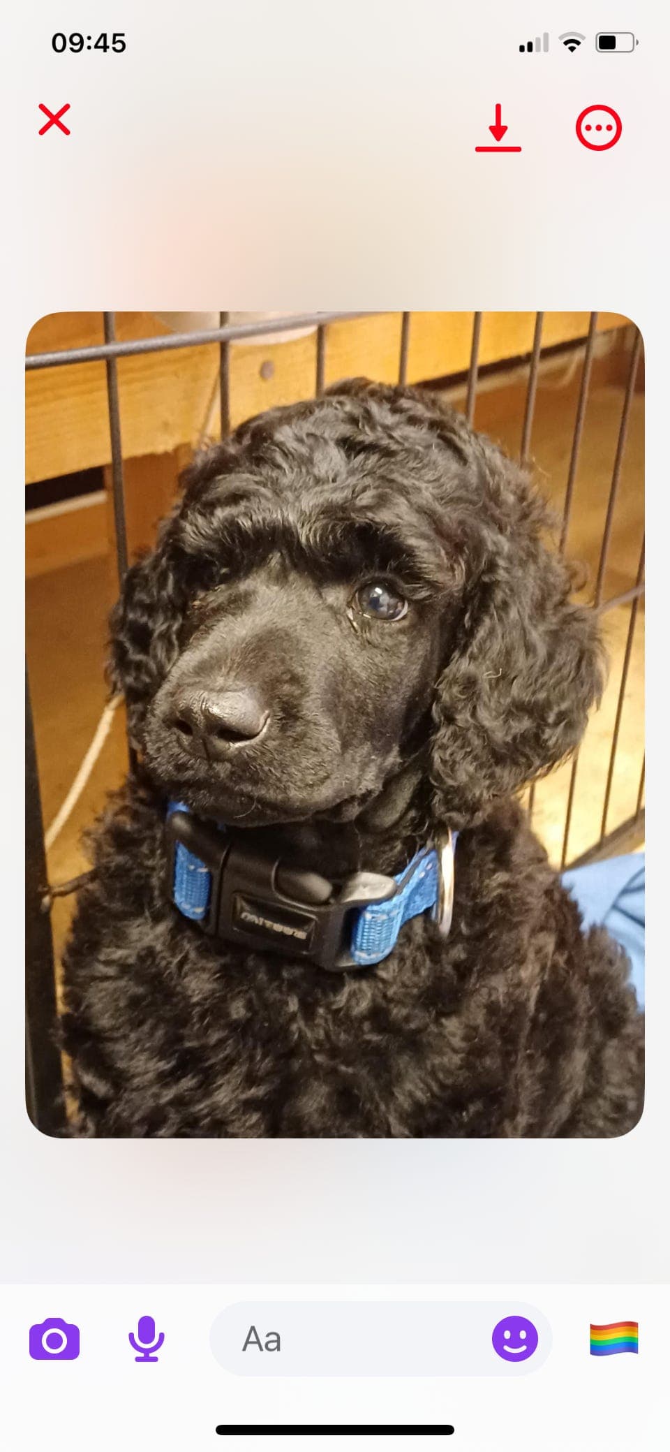 Storpuddel/kongepuddel valper til salgs