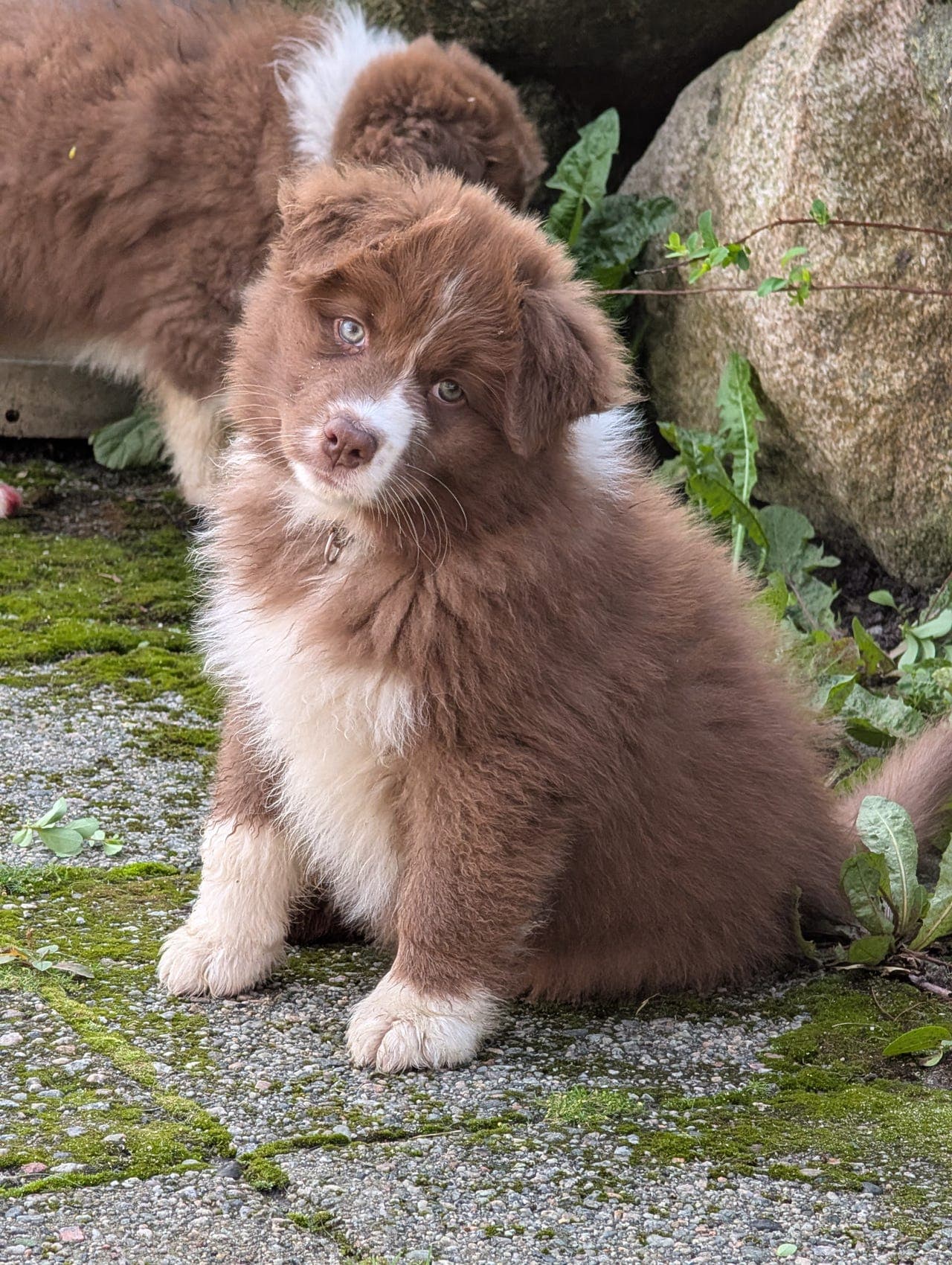 Australian Shepherd valper selges