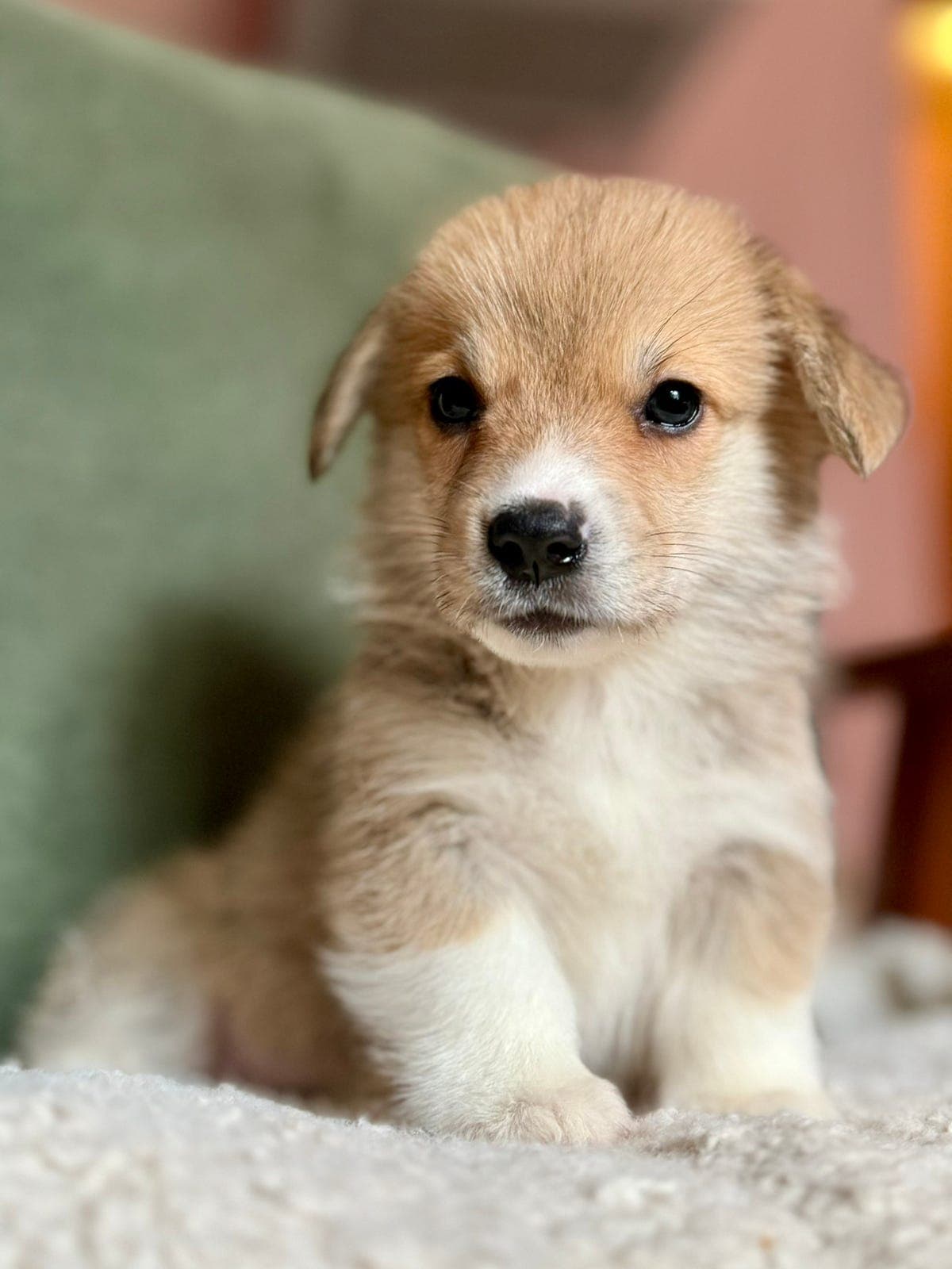 Welsh Corgi Pembroke-valper