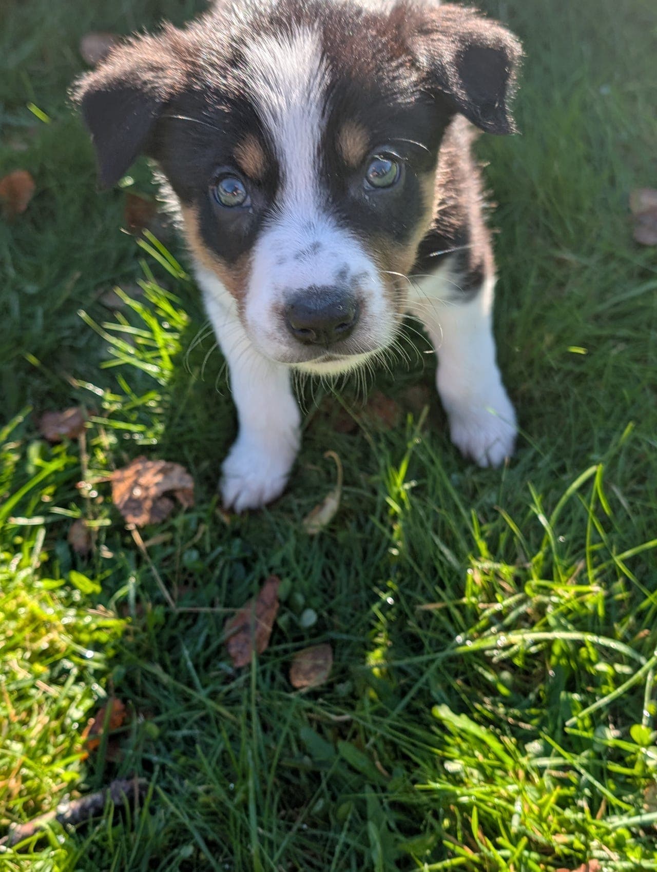 Tricolor Border Collie valper